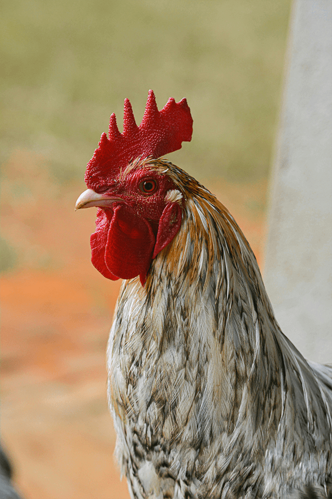 Gallo
