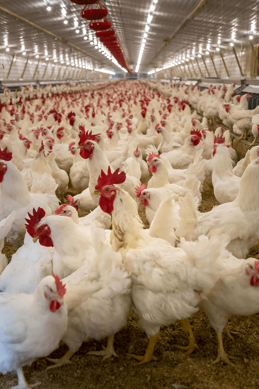 Galpón industrial de crianza avícola con cientos de pollos blancos y sistemas de alimentación automáticos.